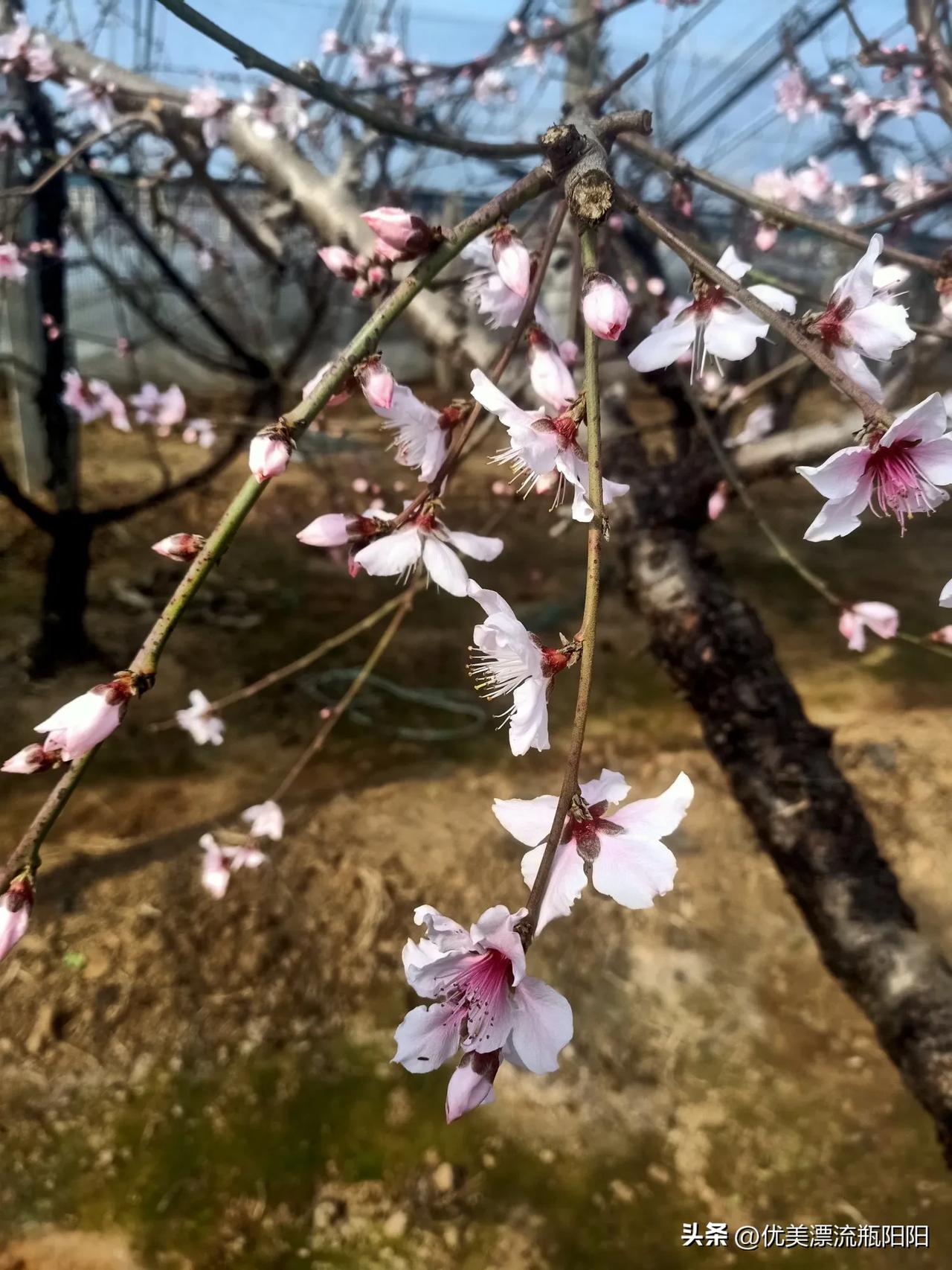 新年生活图鉴桃花朵朵开！