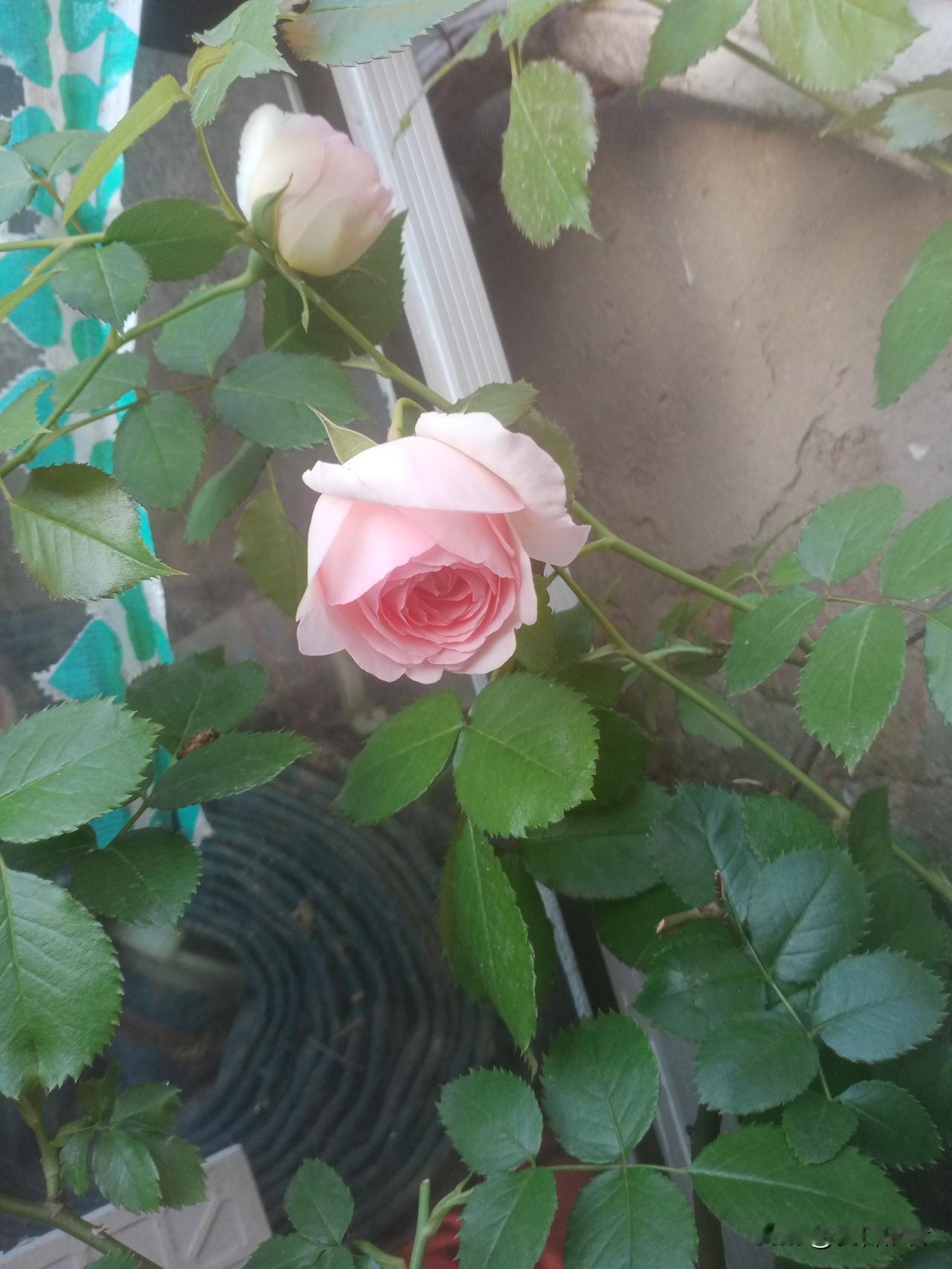 如果有人告诉你，她过了十几年丧偶式生活：多年无性婚姻，一人睡一个屋，谁也不过问对