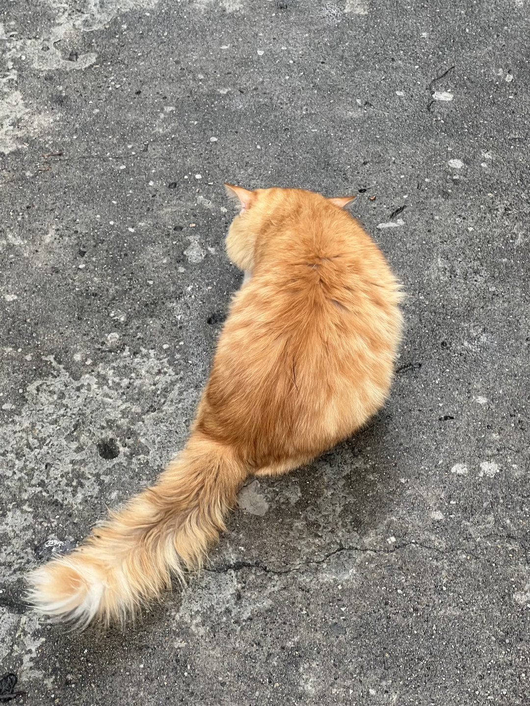 是猫妈妈的孩子