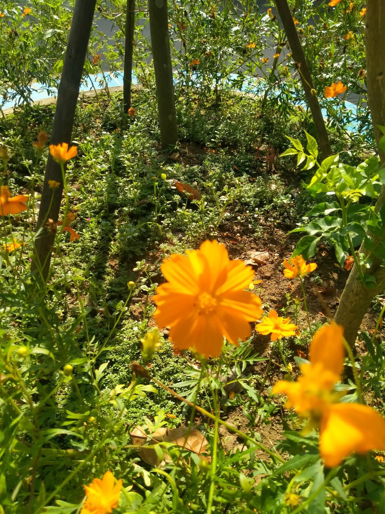 #下联：菊花黄时又一年，诚邀上联#枫叶红处已三季，菊花黄时又一年。
 
“枫叶红