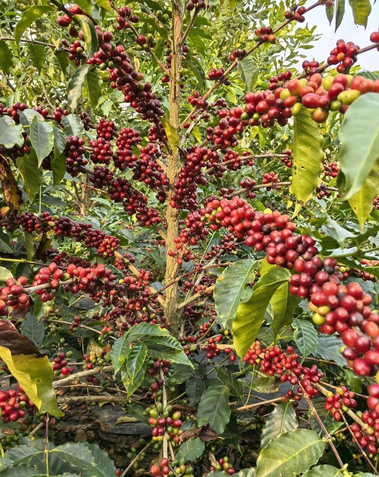 瑰夏咖啡（GeishaCoffee）