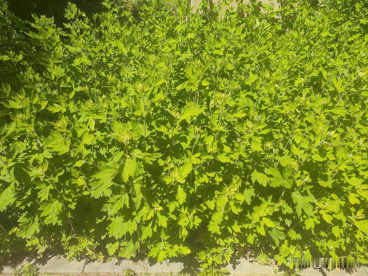沿路草木次第舒展，石竹缤纷绽彩，月季艳色错落，石榴花燃起火红芳华，锦带串串垂落繁