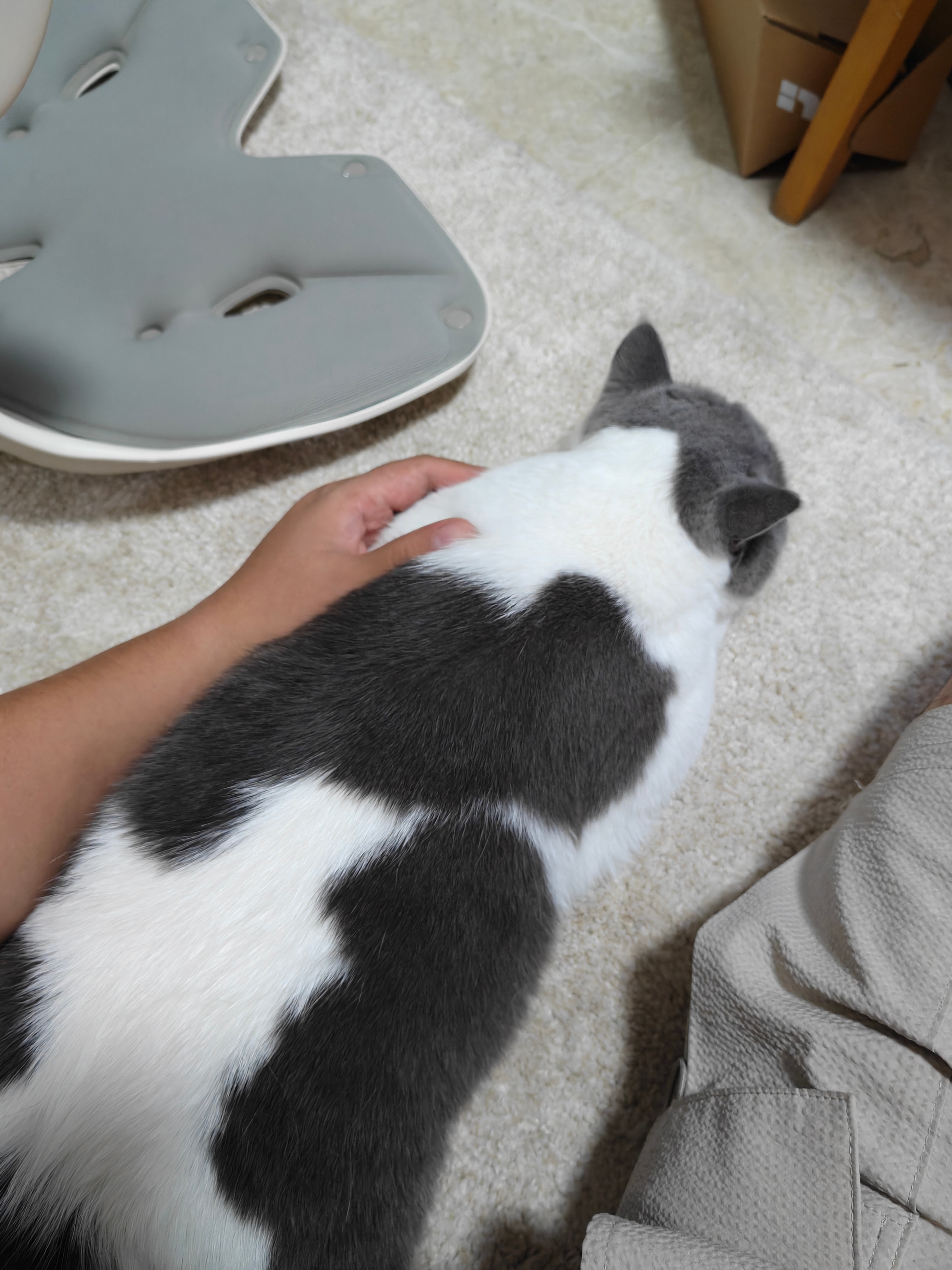 家里有猫真好哇。 ​​​