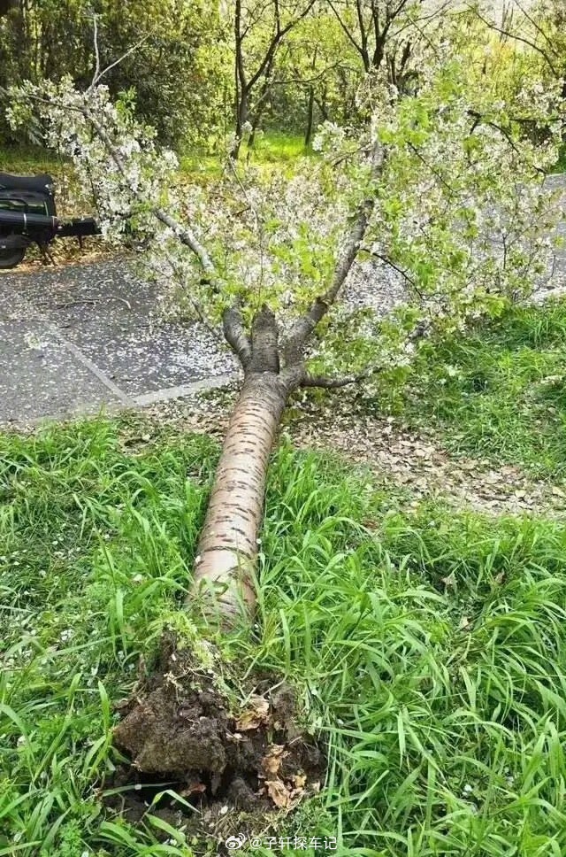 女子疑攀爬樱花树拍照致树木压倒为了拍几张照片爬樱花树，结果把树都压倒了，实在太不