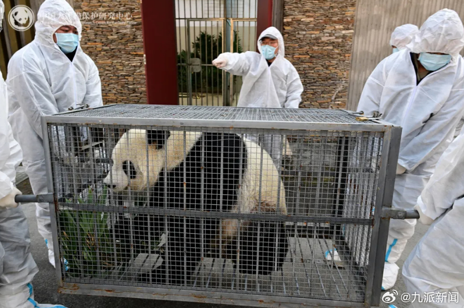 【#旅比大熊猫好好提前回国#】#大熊猫好好抵达成都#北京时间12月4日早上7时，