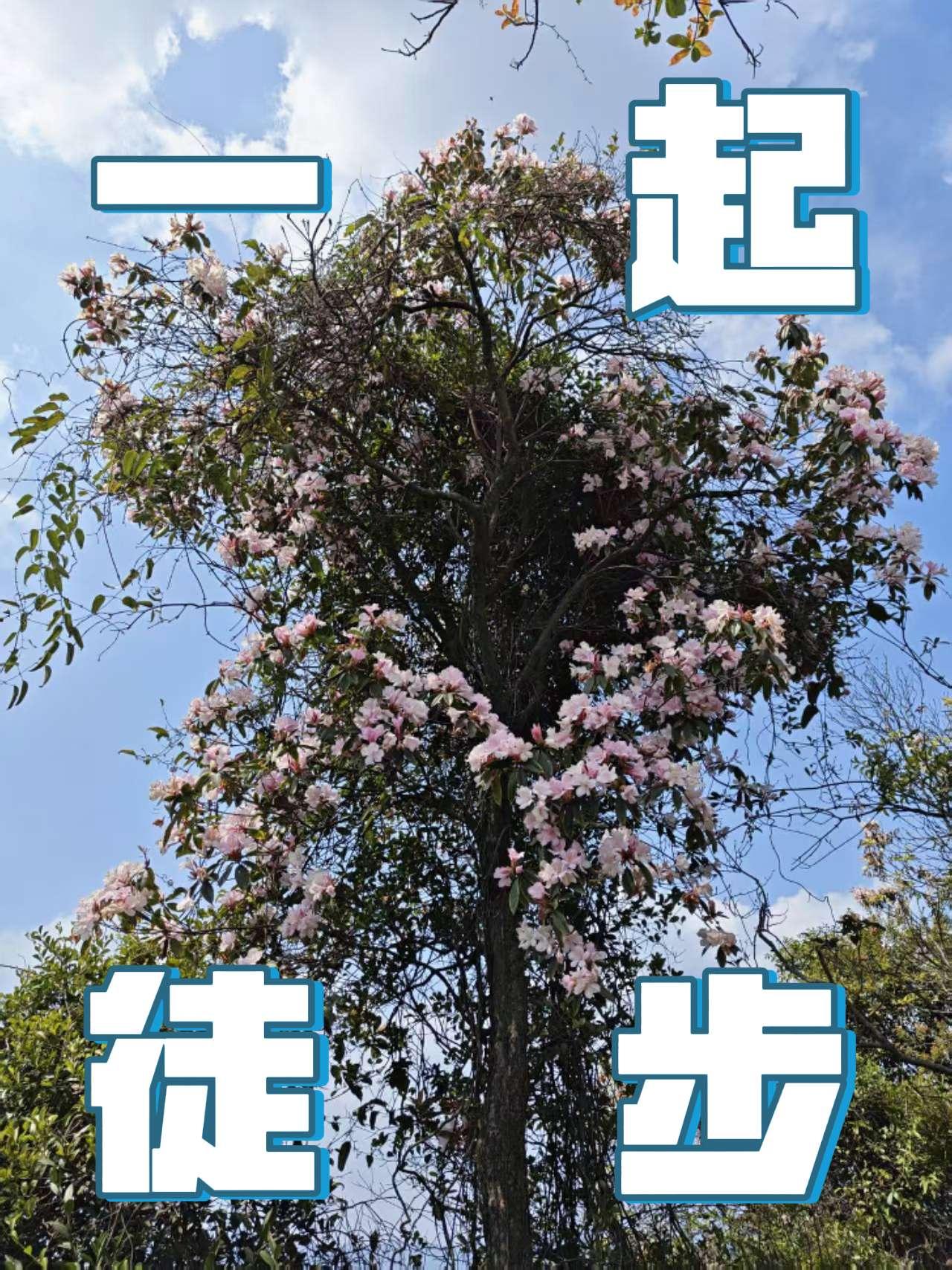 我在春天等你爬山 蓝花楹 登上山顶看美景 爬山打卡