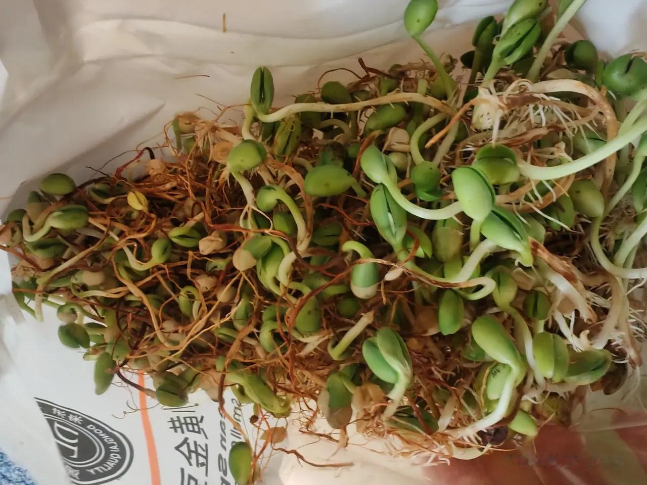 胖东来的豆芽，出去旅游在外面放了四五天，等发现时候已经长成了豆苗，没有腐烂。想想