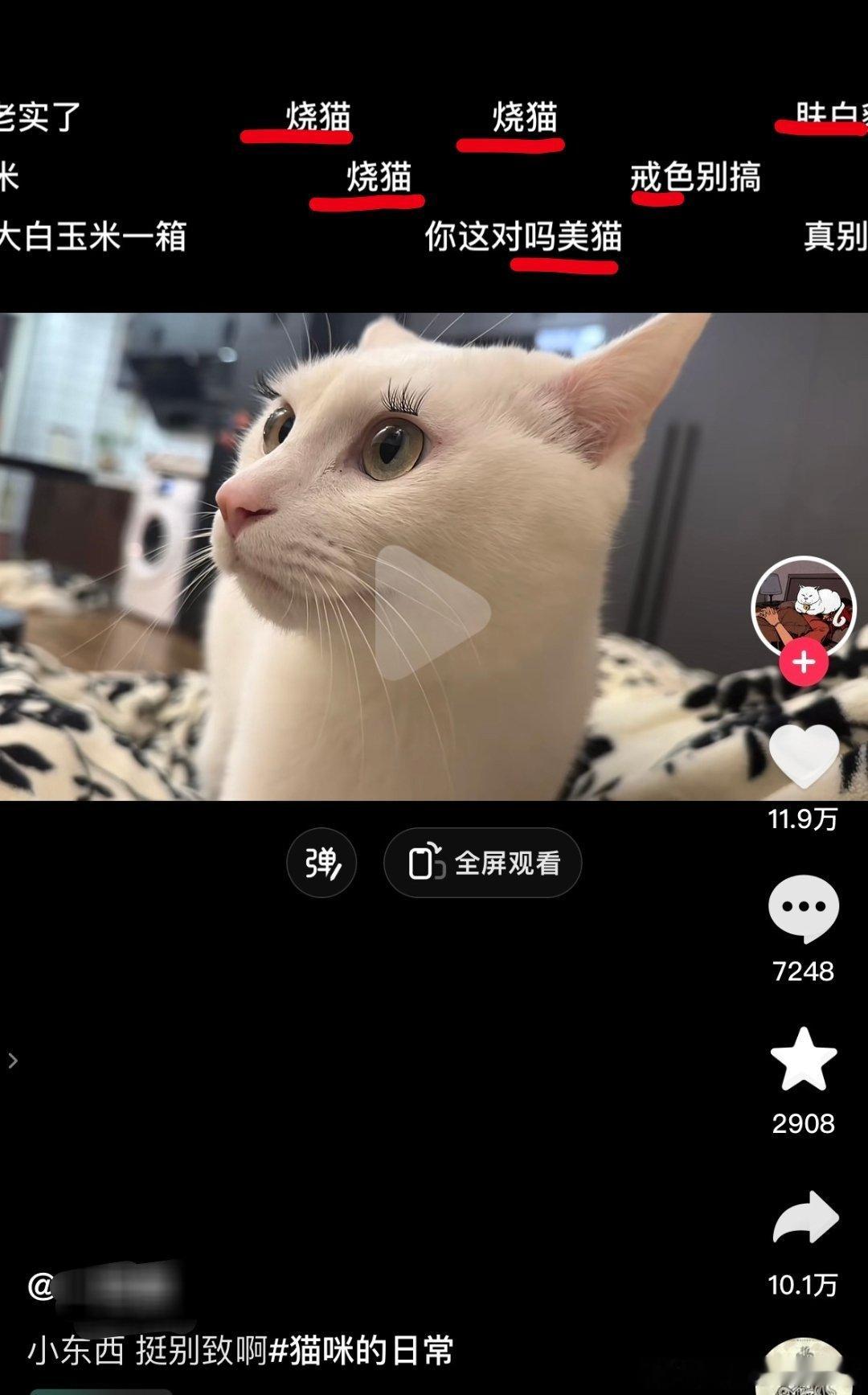 “这是连猫都不放过[汗]”——引用于反激割[吃瓜]。话又说回来了，当一个猫被美役