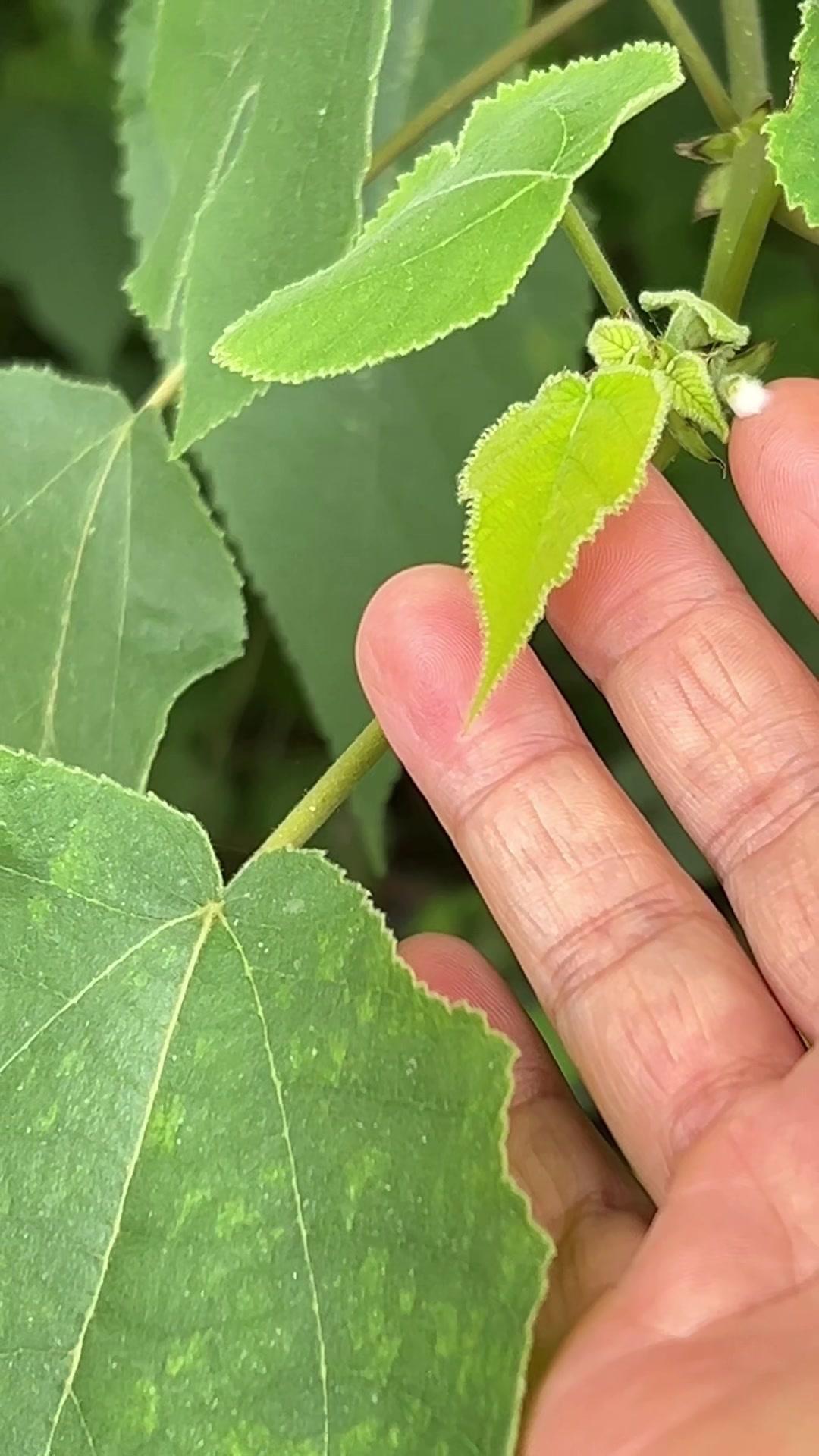 有白色浆液的植物有何用？这种带白色浆液的植物，其白色浆液对皮肤有特殊用途呢。
它