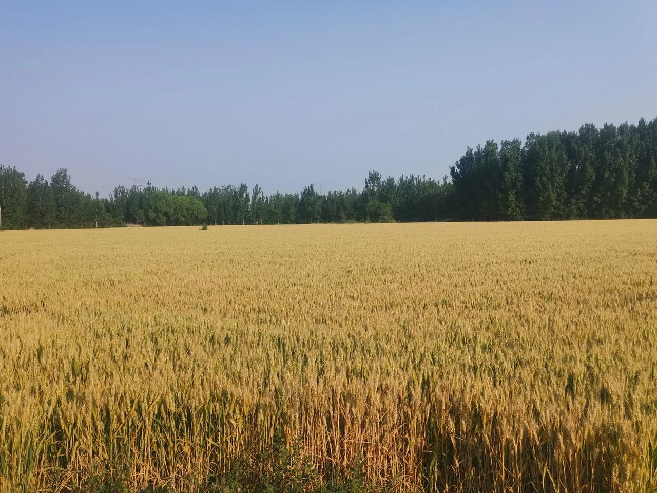 麦季丰收，一年无忧。
在热浪的吹拂下，小麦一天一个样。前几天还绿油油的麦地，眼看