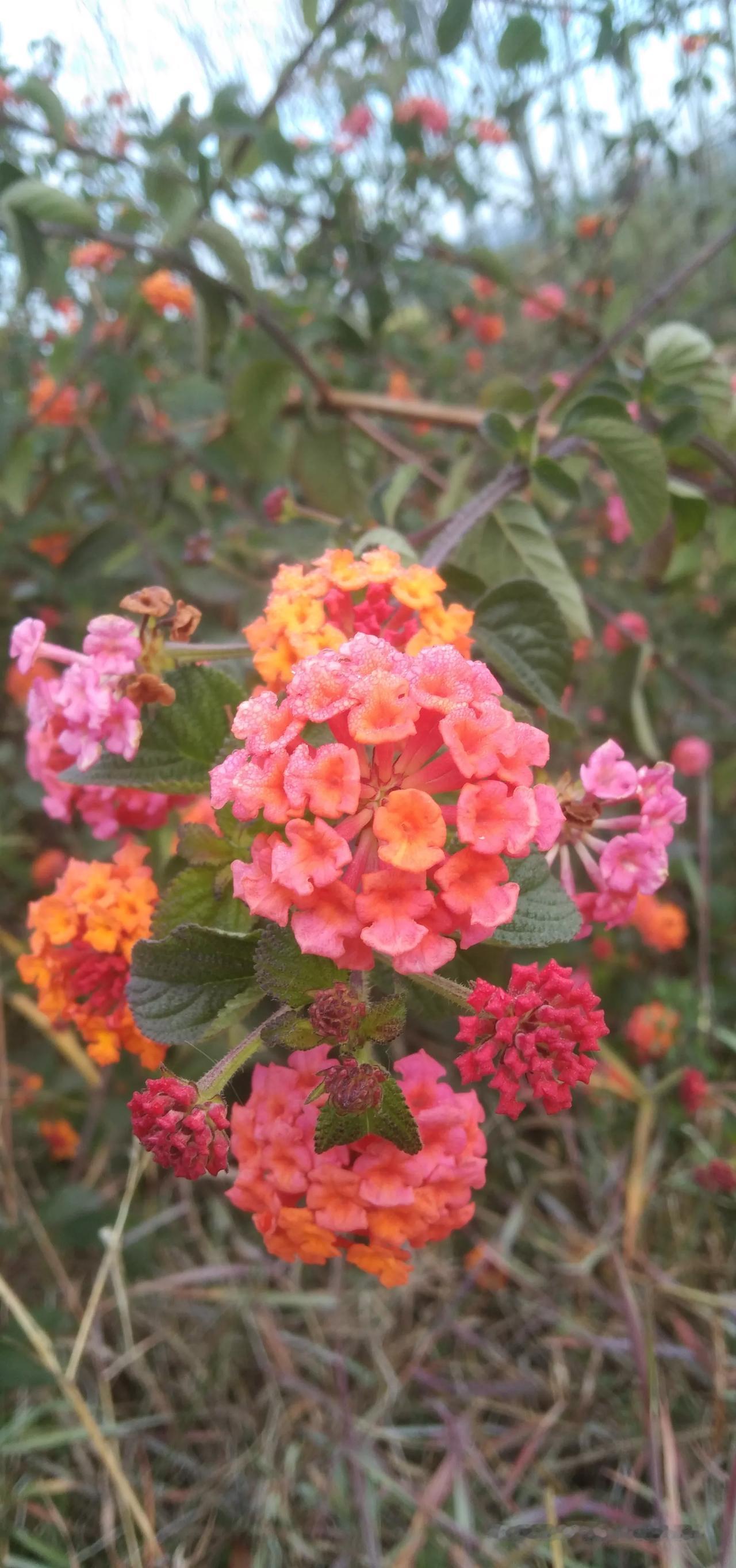 昨天天阴，我也拍些姹紫嫣红的花，因有三年赏花过程，现在每天都拍，成了我生活的日常