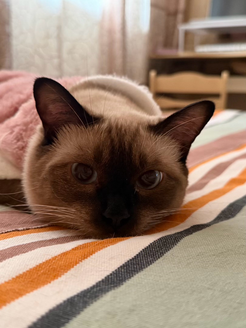 4126只黑脸猫猫虫 ​​​