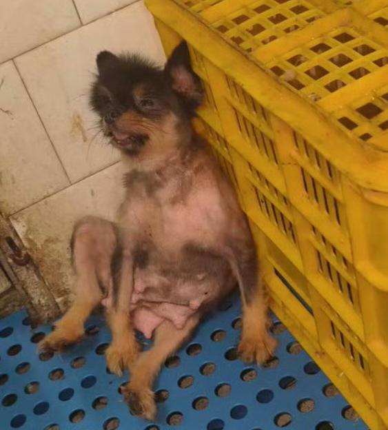 广东江门有只被关的博美犬，让很多人看了都忍不住心疼。它刚生完小狗还在哺乳期，瘦得