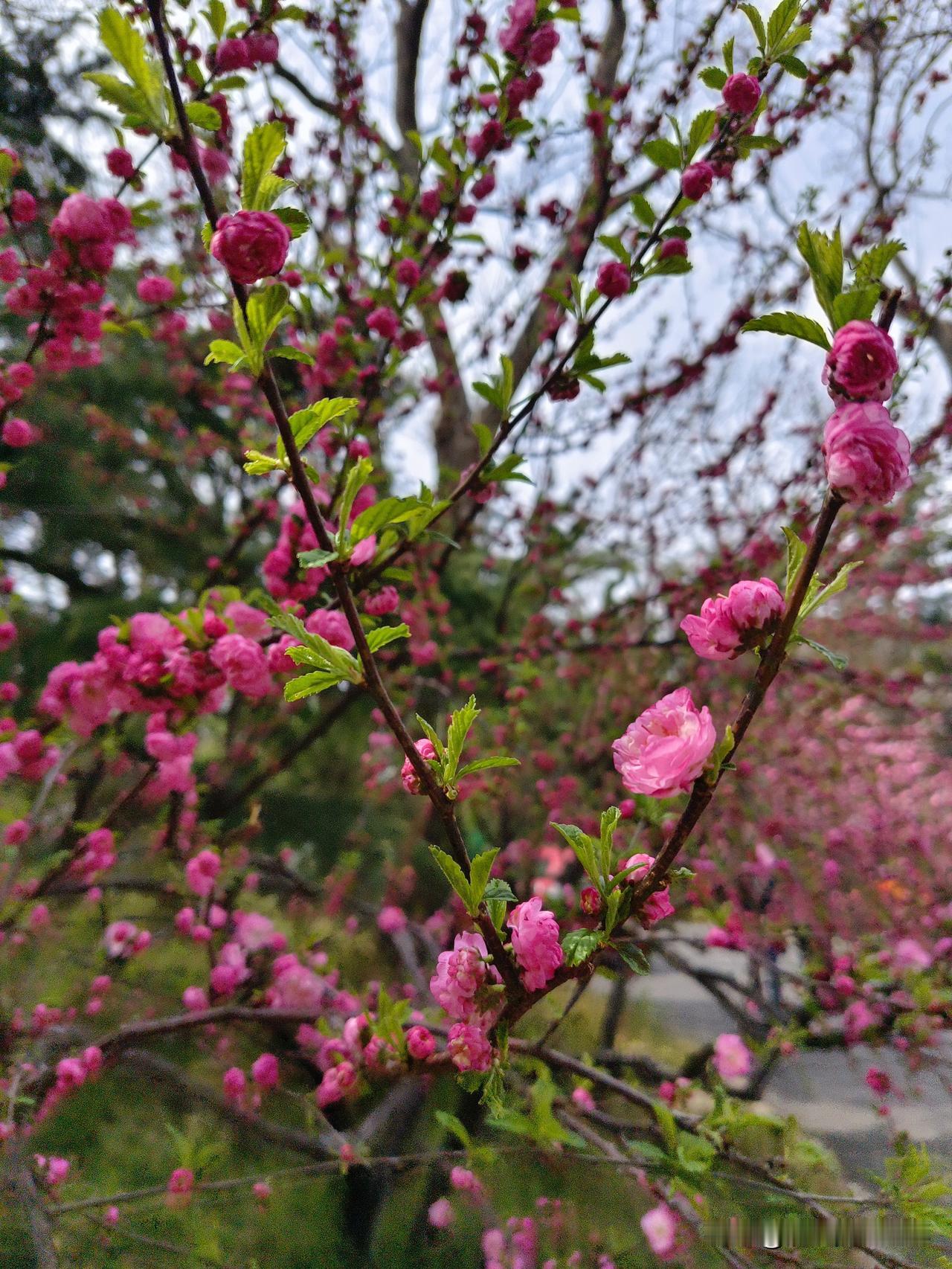 去赴劳动公园一场盛大的春日盛宴，仿佛踏入了温柔的梦境之中。

这公园的花开，是人