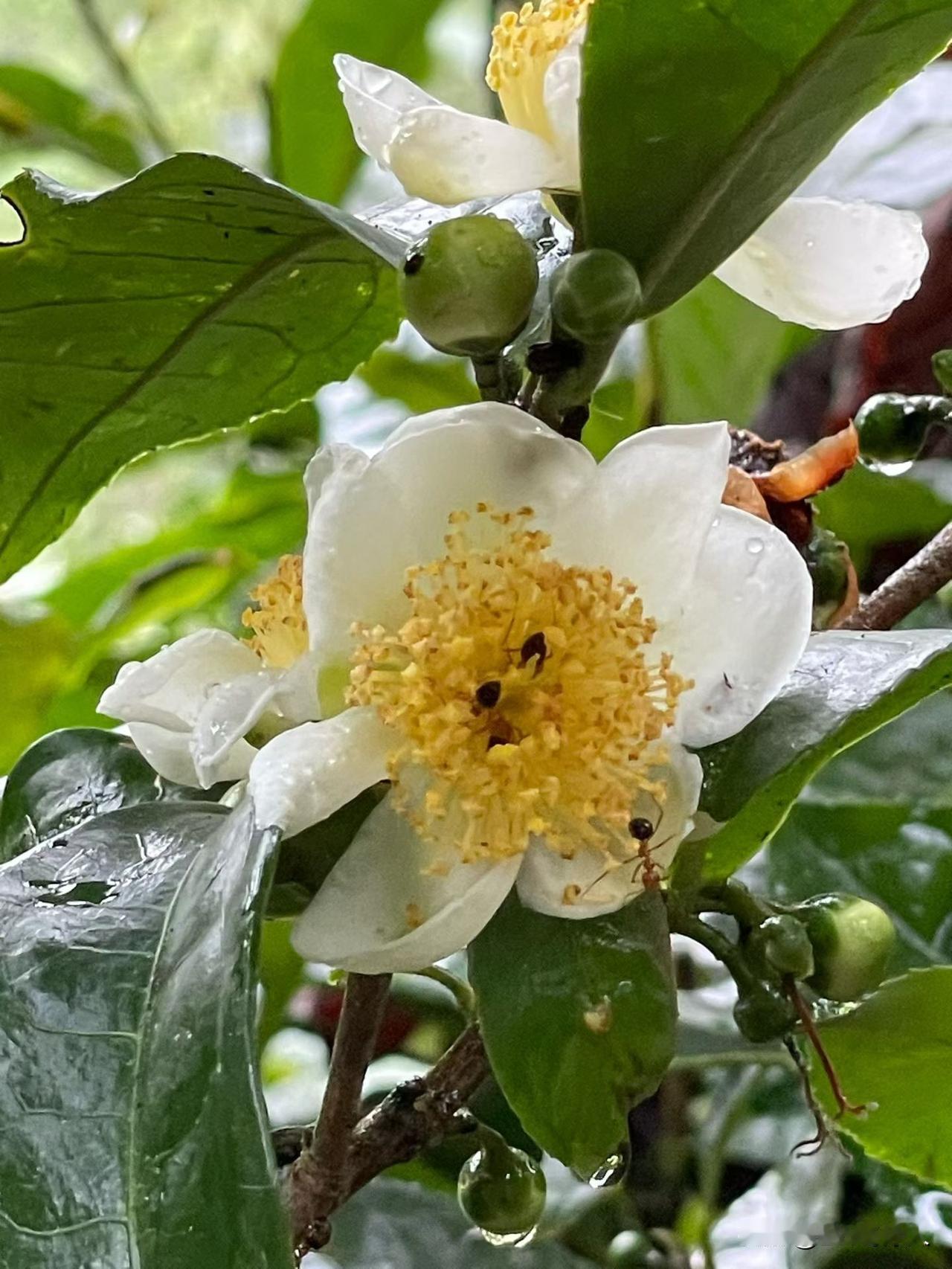 这个季节只有在暖棚里才能看到如此美丽的花朵，在严寒的冬季领略春天的气息，夏天的绚