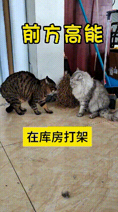 哎呀妈呀老铁快看！
前方高能预警！俺家俩猫跑库房里头干架，那打得噼里扑噜老热闹了