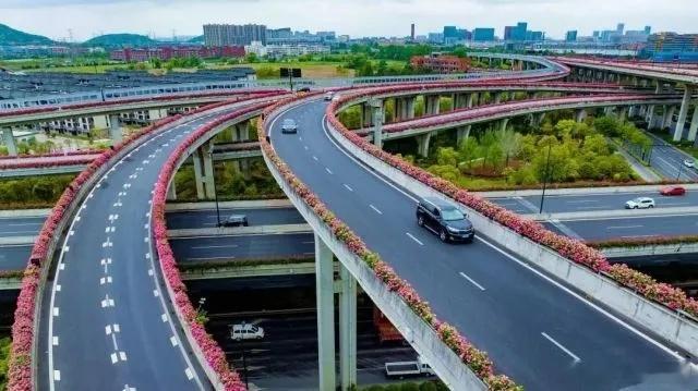 四季竟然如此美好 【杭州高架又成了限定版月季花路】杭州，高架桥两边月季盛开，一路