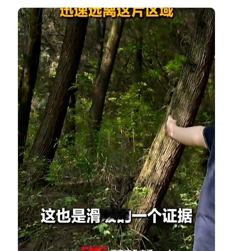 “别拍了！再晚走半小时，你连人带相机都得埋这儿！”四川广元的深林里，当地护林员一