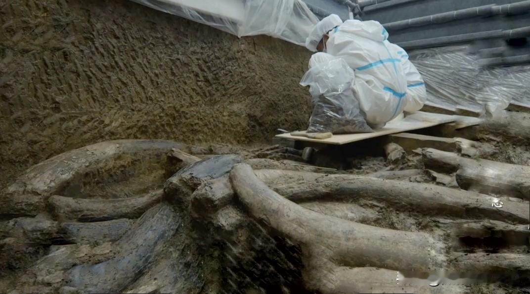 三星堆出土的象牙来自于典型的亚洲象，再次证明老方所鼓吹的中国古代没有大象的说法是