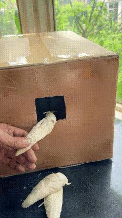 这个猫主人很聪明，知道猫剪指甲的时候他会吵闹，不愿意剪指甲，猫主人就想了个很实用