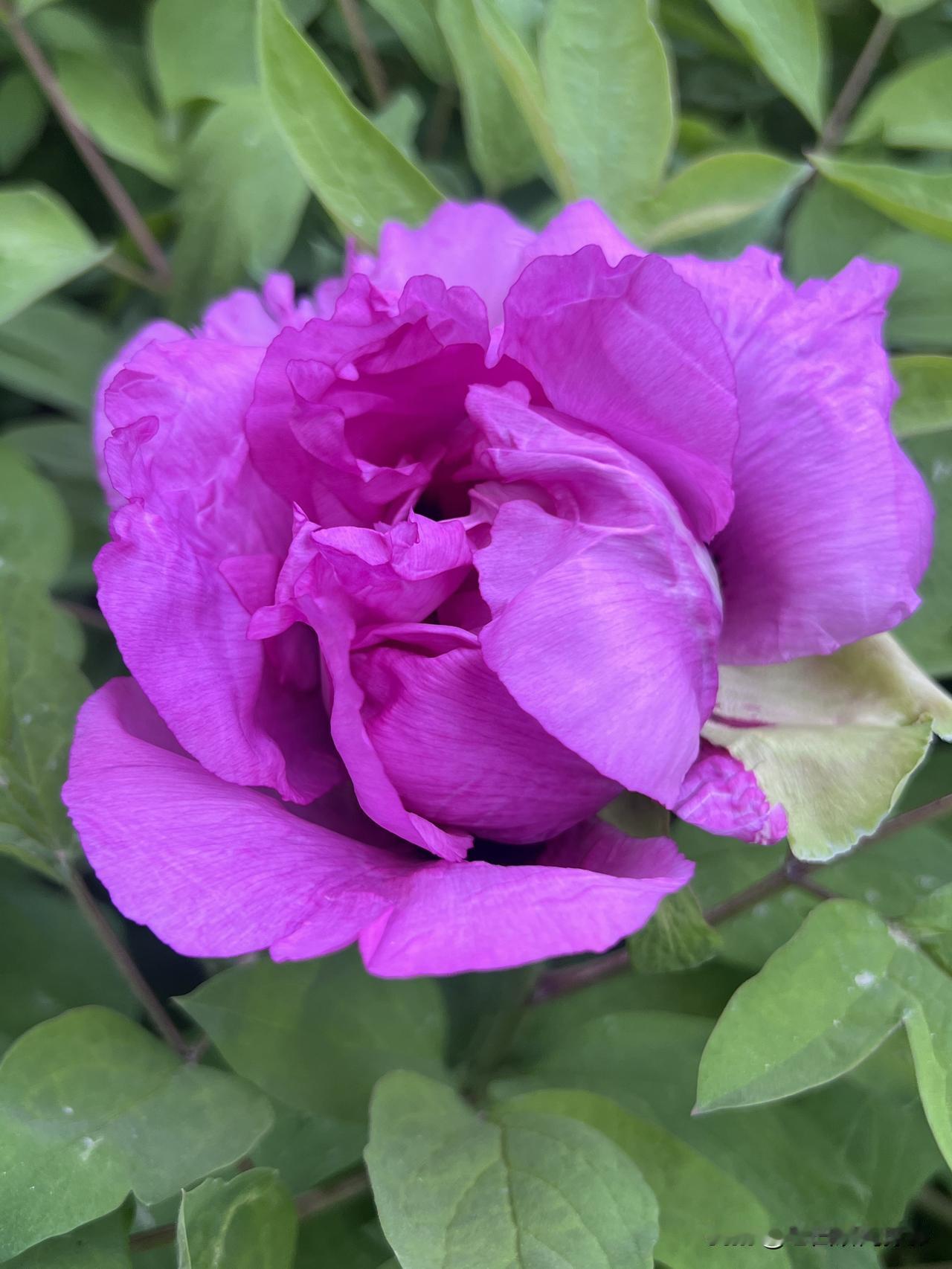 这个春末我拍的牡丹花，这是一年一度都要开花的季节，是我所在小区的一片牡丹园，牡丹