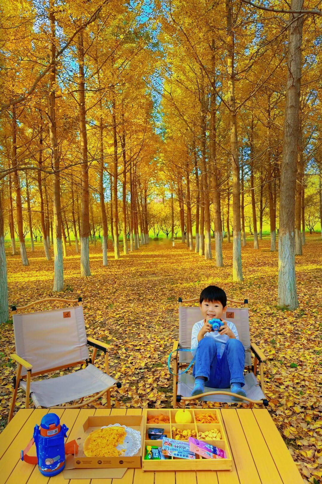 西安🍂河堤路的银杏露营地✅真的美哭啦！