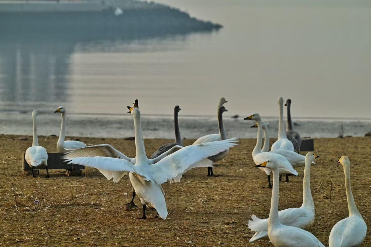 晒图笔记大赛清晨的天鹅，翩翩起舞，如果有兴趣，就来吧