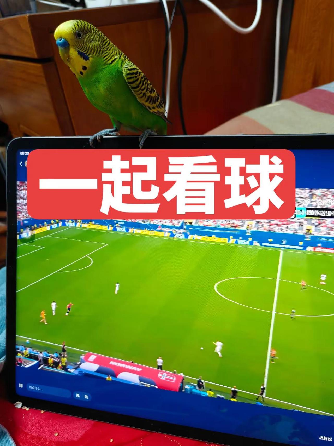 挪威🇳🇴对英格兰。⚽️鸟界懂球帝来了！平板上正播挪威vs英格兰，这货站屏幕上