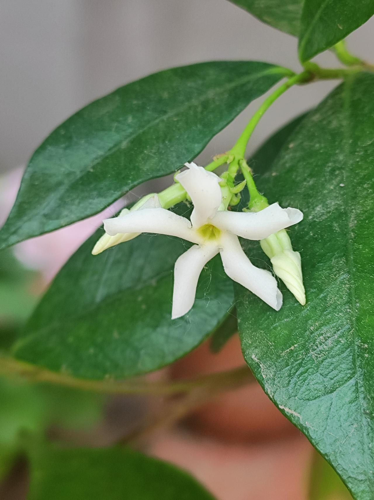 风车茉莉

冬日有三友: 松竹梅，夏日有三白: 栀子花，白兰花，茉莉花。真正让我