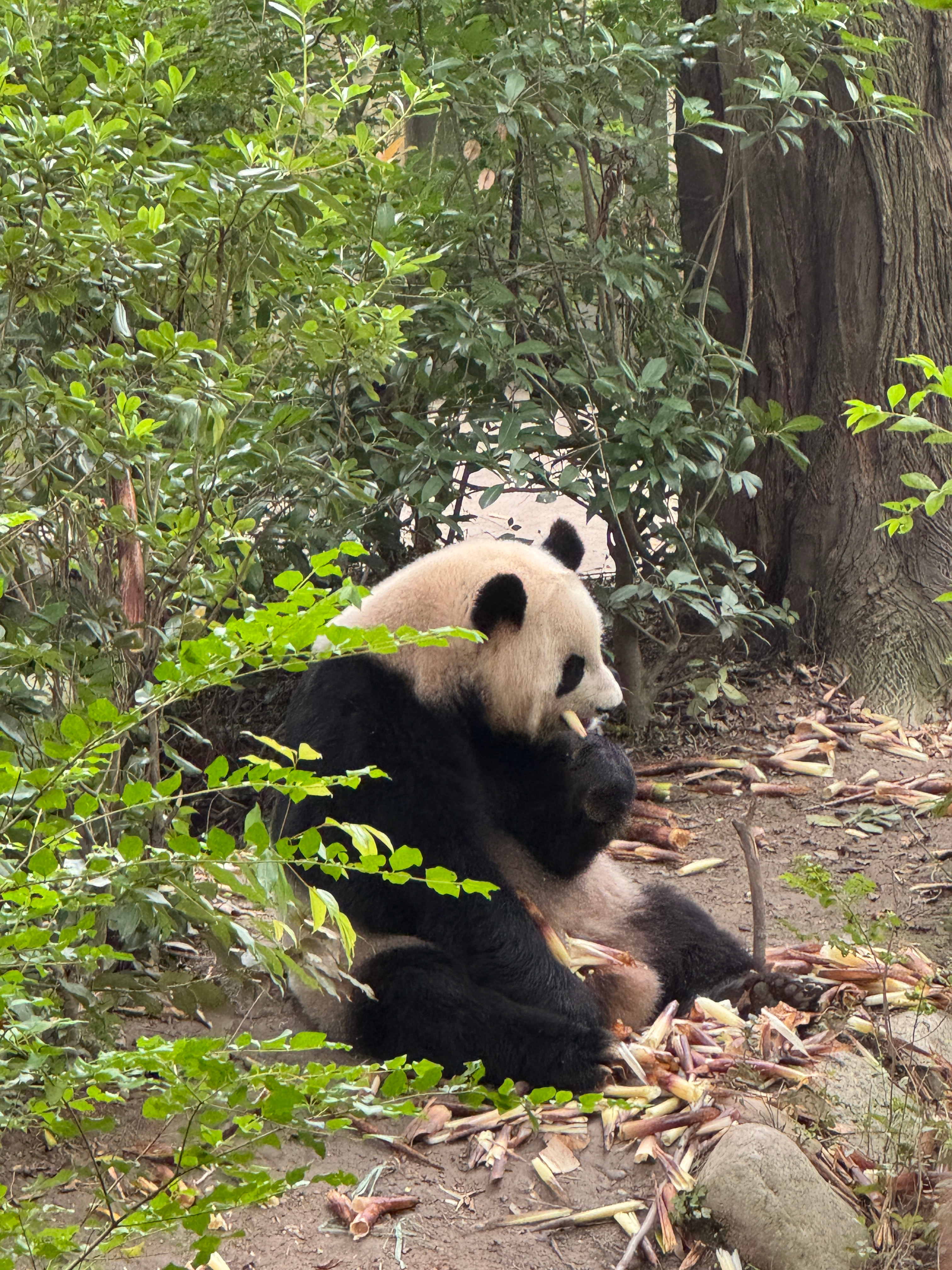可爱滴大熊猫们🐼还看到了一只糯米团子#独加记一#  ​​​
