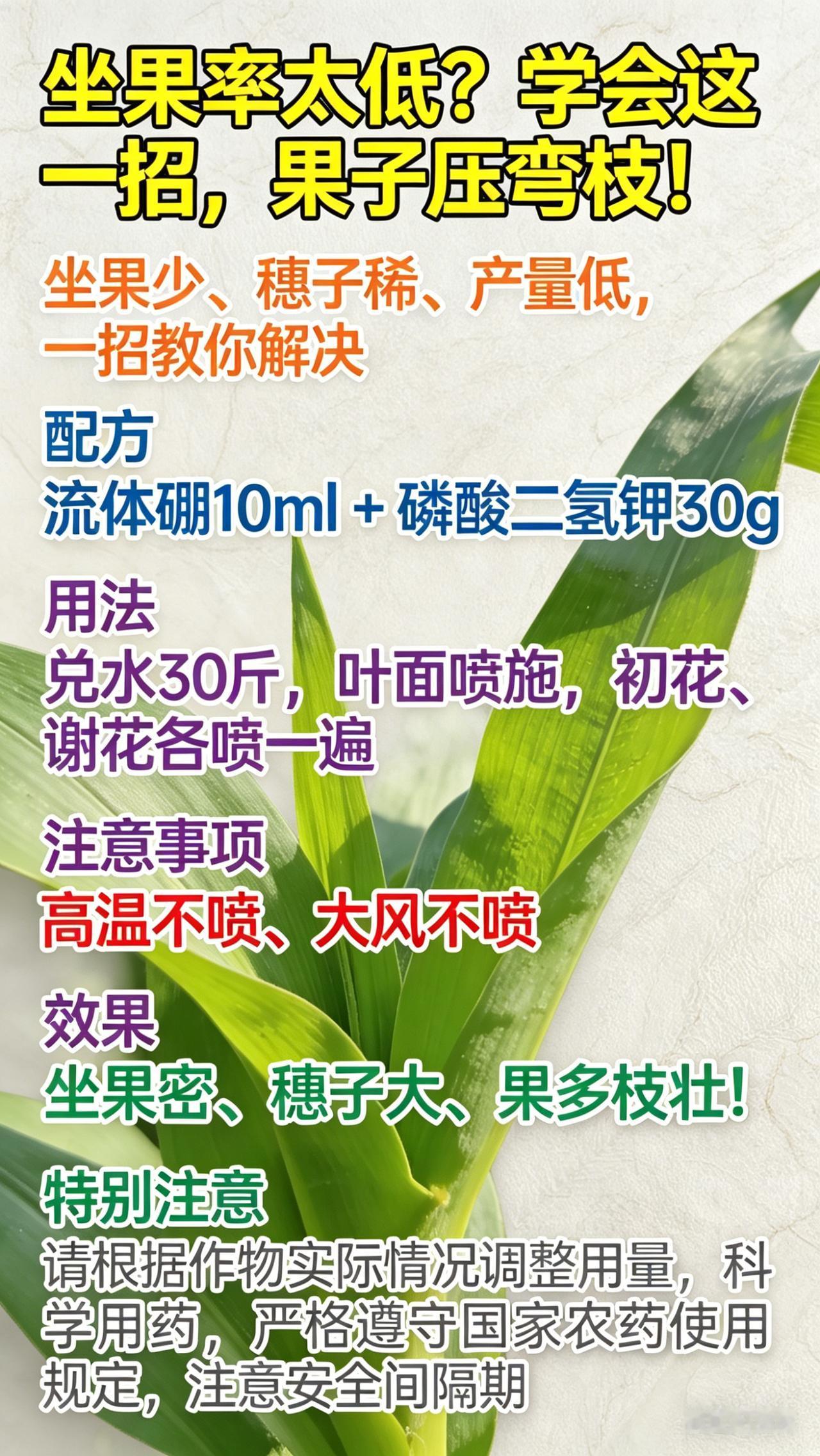 花开了满架，果却坐不住？这4个原因你肯定中招！
你是不是也遇到过：番茄花开得热热