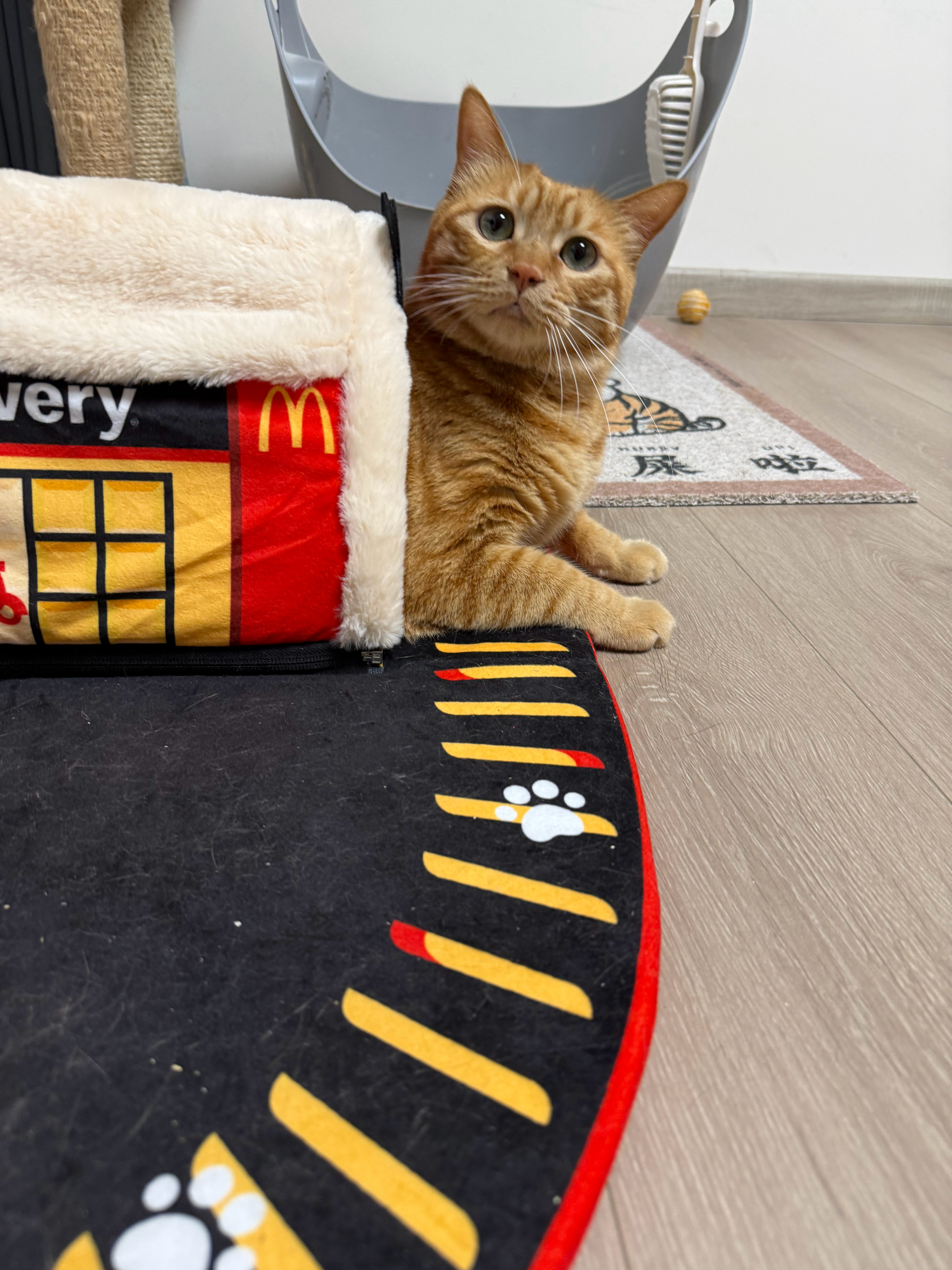 这个麦当劳猫窝真不错啊，可惜丁黄冈水桶腰被卡住进不去，只能熊不行自己玩。 