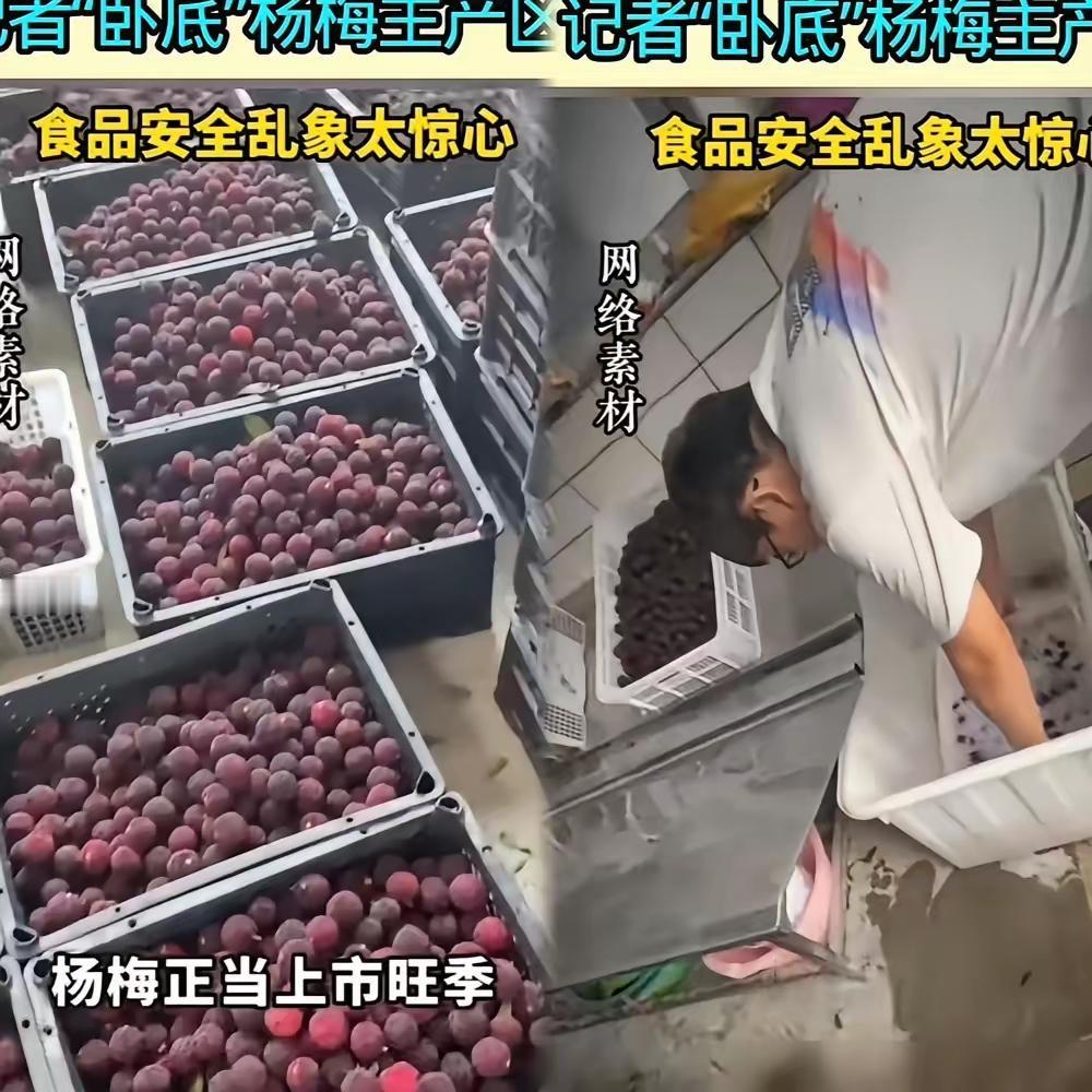 福建杨梅也被黑心收购商给害了，必须摧毁式打击黑心农产品收购商！是他们掺杂使假用各