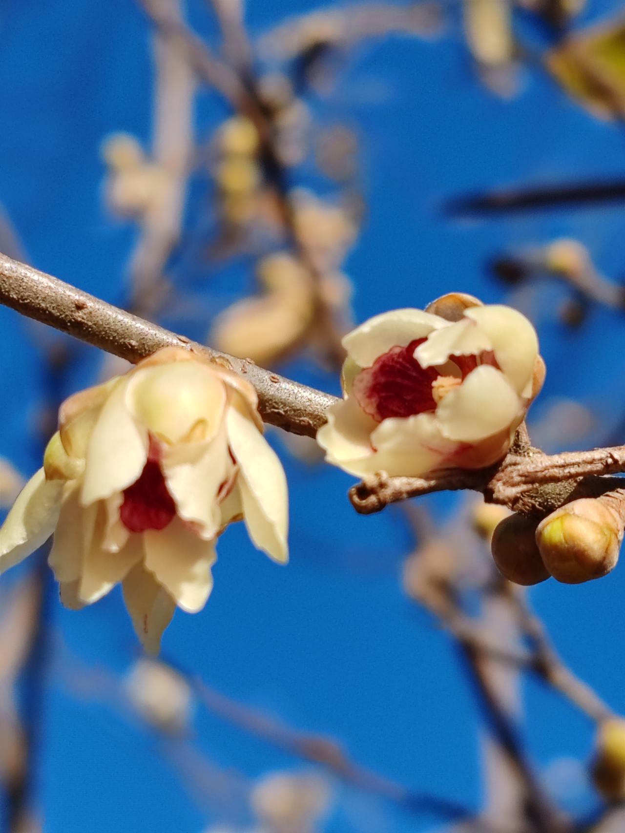 晒图笔记大赛冬月赏梅。