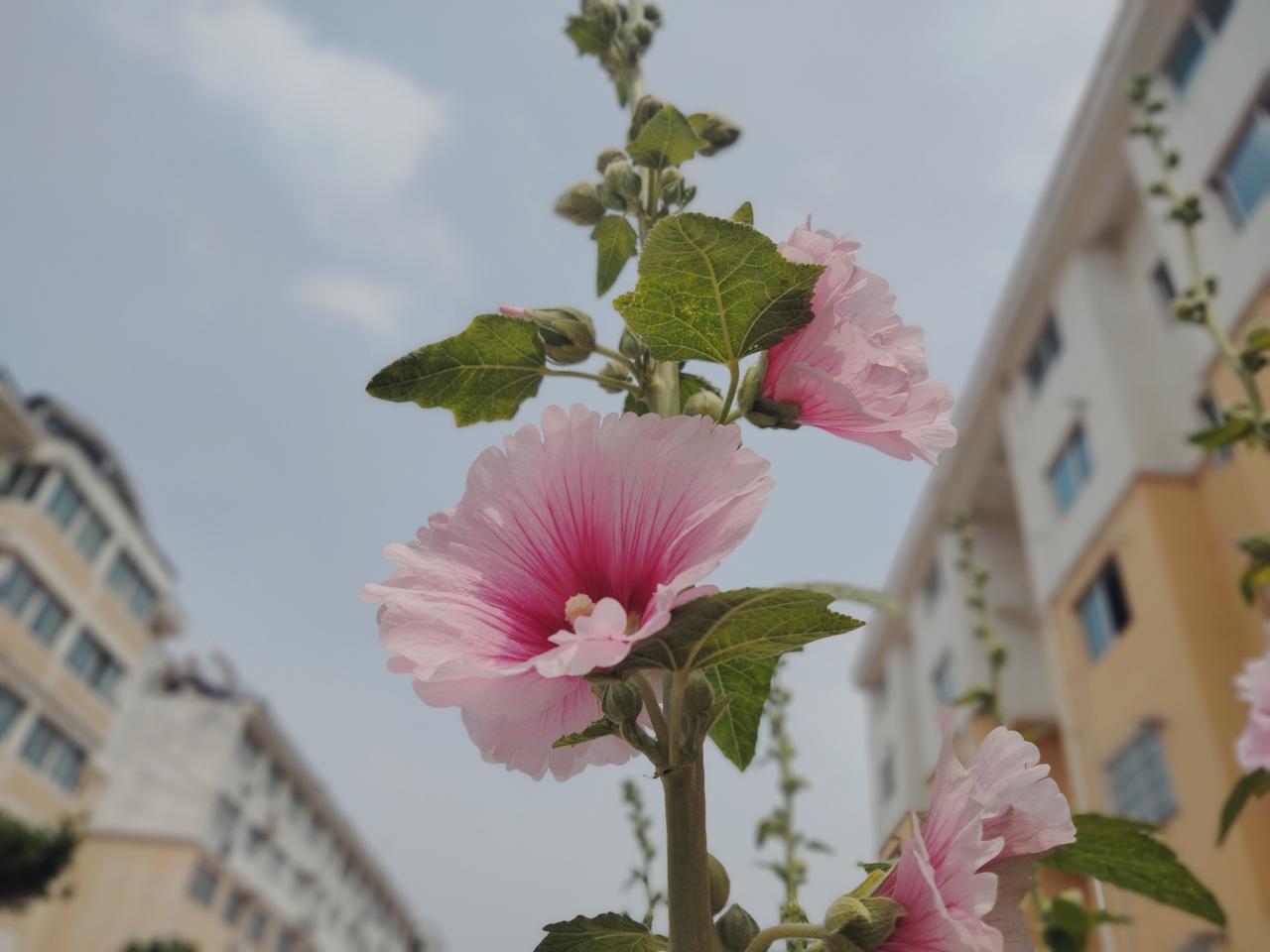 分享一张你拍的花，什么花都行蜀葵花。