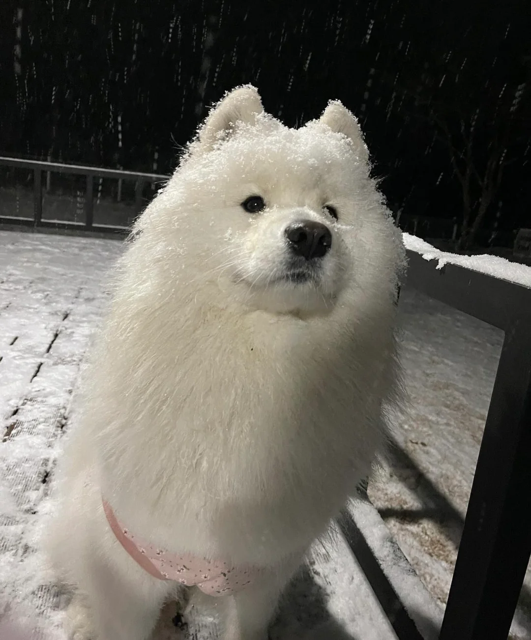 堆了个雪狗，和真狗一模一样的，除了不会说话