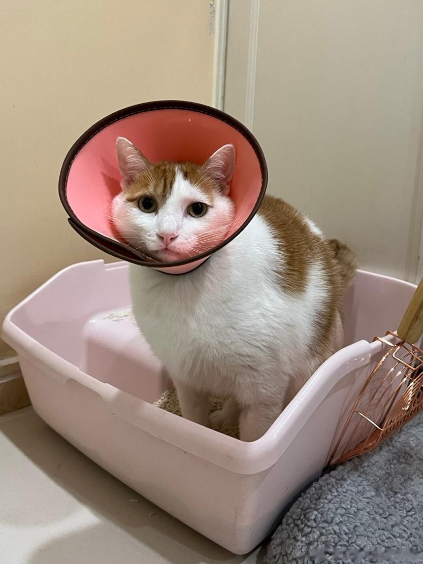 猴猴虽然你休病假不扣钱，但清理你单间病房的臭屎是要额外收费的[怒骂] ​​​