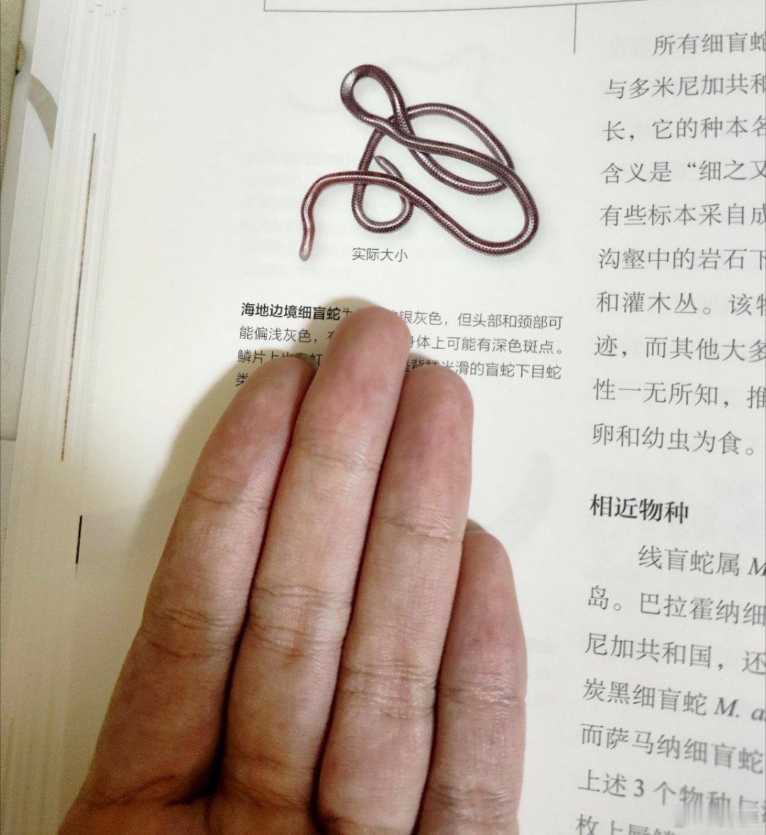 这本书所介绍的所有的蛇，都附带一张符合蛇真实比例的照片做示意。然后就能感觉到这个