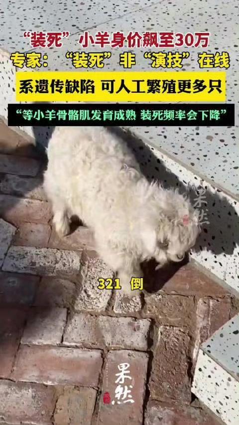宁夏这只“戏精小羊”太火了！出生仅十几天的羊羔凭“选择性装死”绝技爆红，身价从4