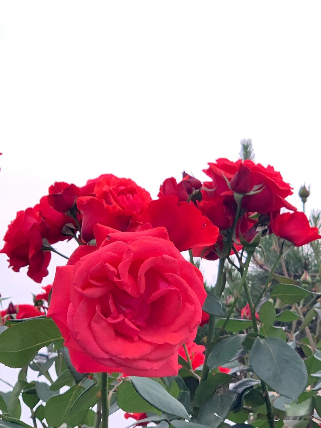 #随手拍春天里的花花草草#