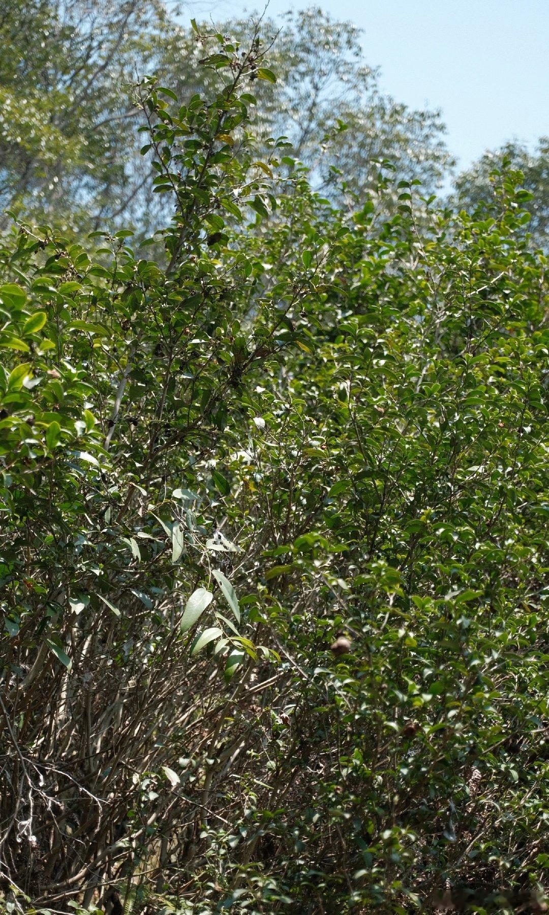 如果喝茶也看脸的话，那这款茶绝不在选择之列，群体种本身就是一个族群，所以芽叶参差