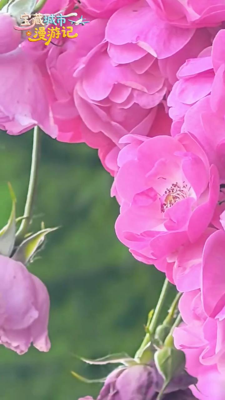 宝藏城市漫游记：花开半夏。
洛阳开元湖公园这片蔷薇花太出圈。