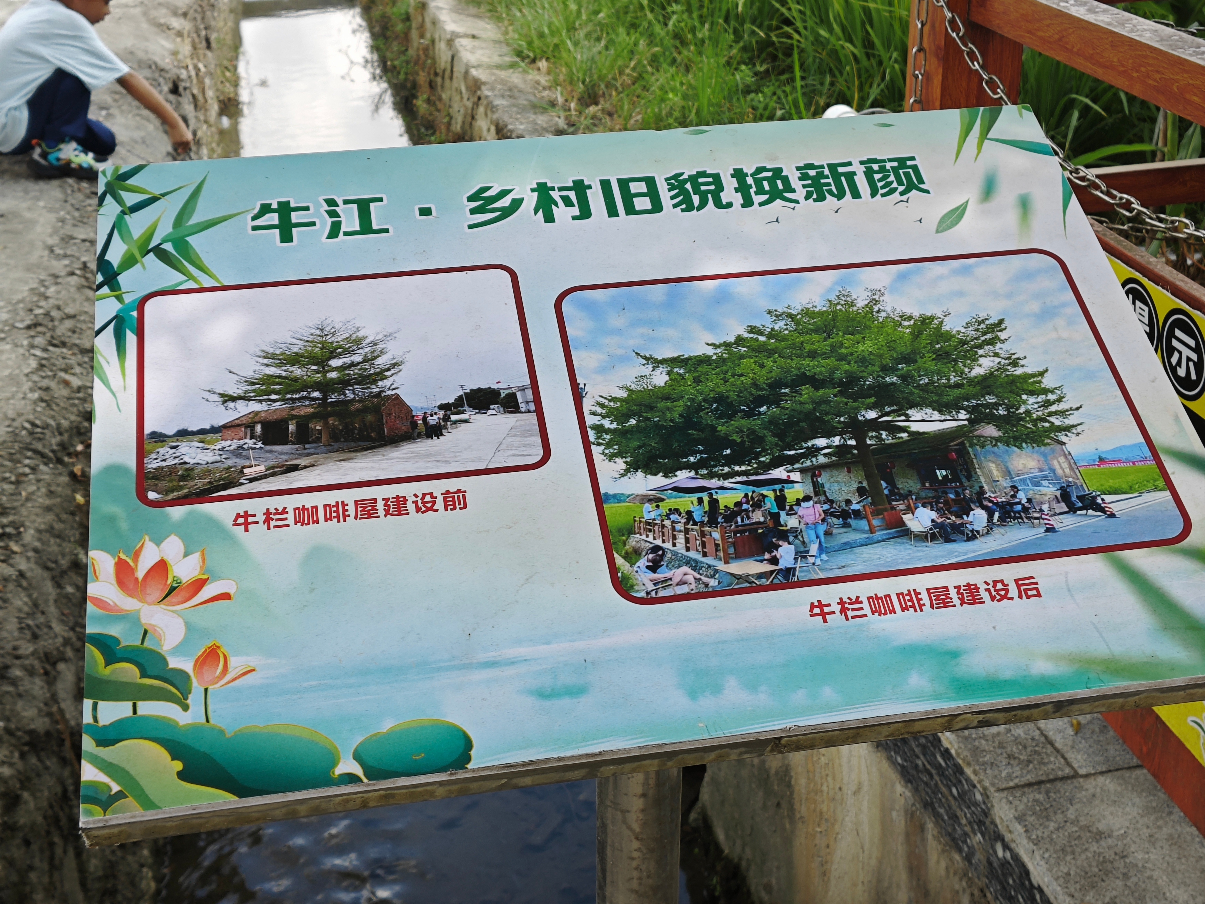 稻田里来杯冰美，舒适[可乐]冯如故居乡村振兴  ​​​