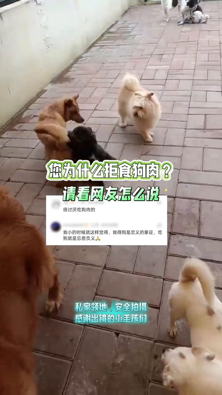 您为什么拒食狗肉？请看网友怎么说。
很讨厌吃狗肉的，我小的时候就这样觉得，我得狗