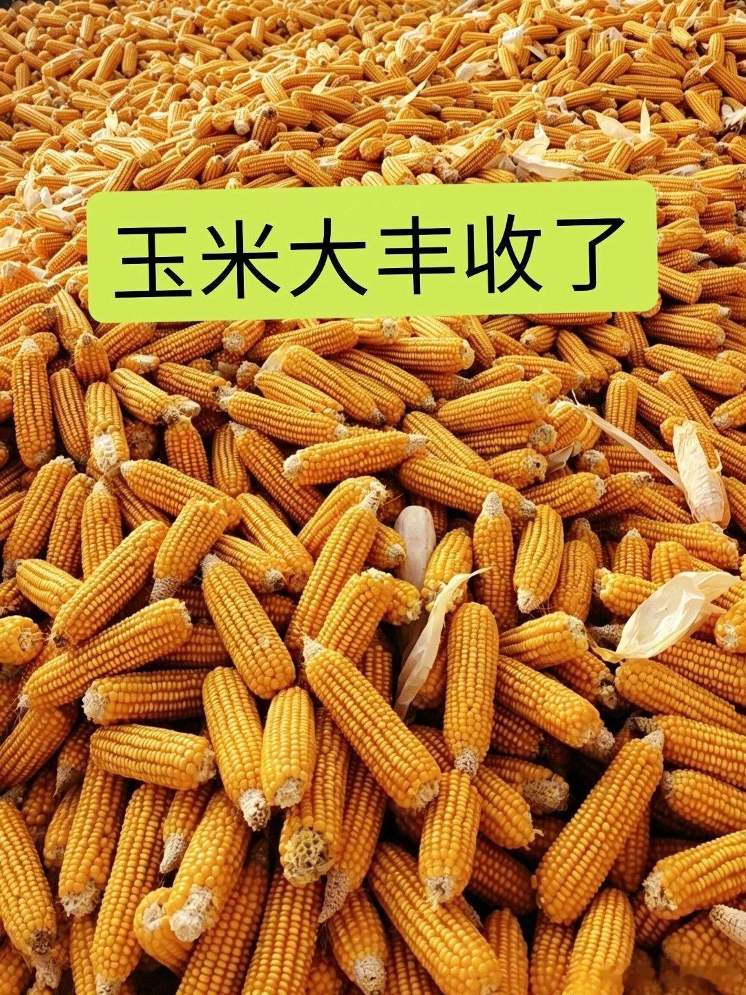 今年神州大地玉米大丰收，官媒纷纷报道，十分振奋！石头哥喜出望外，心理早就乐开了花