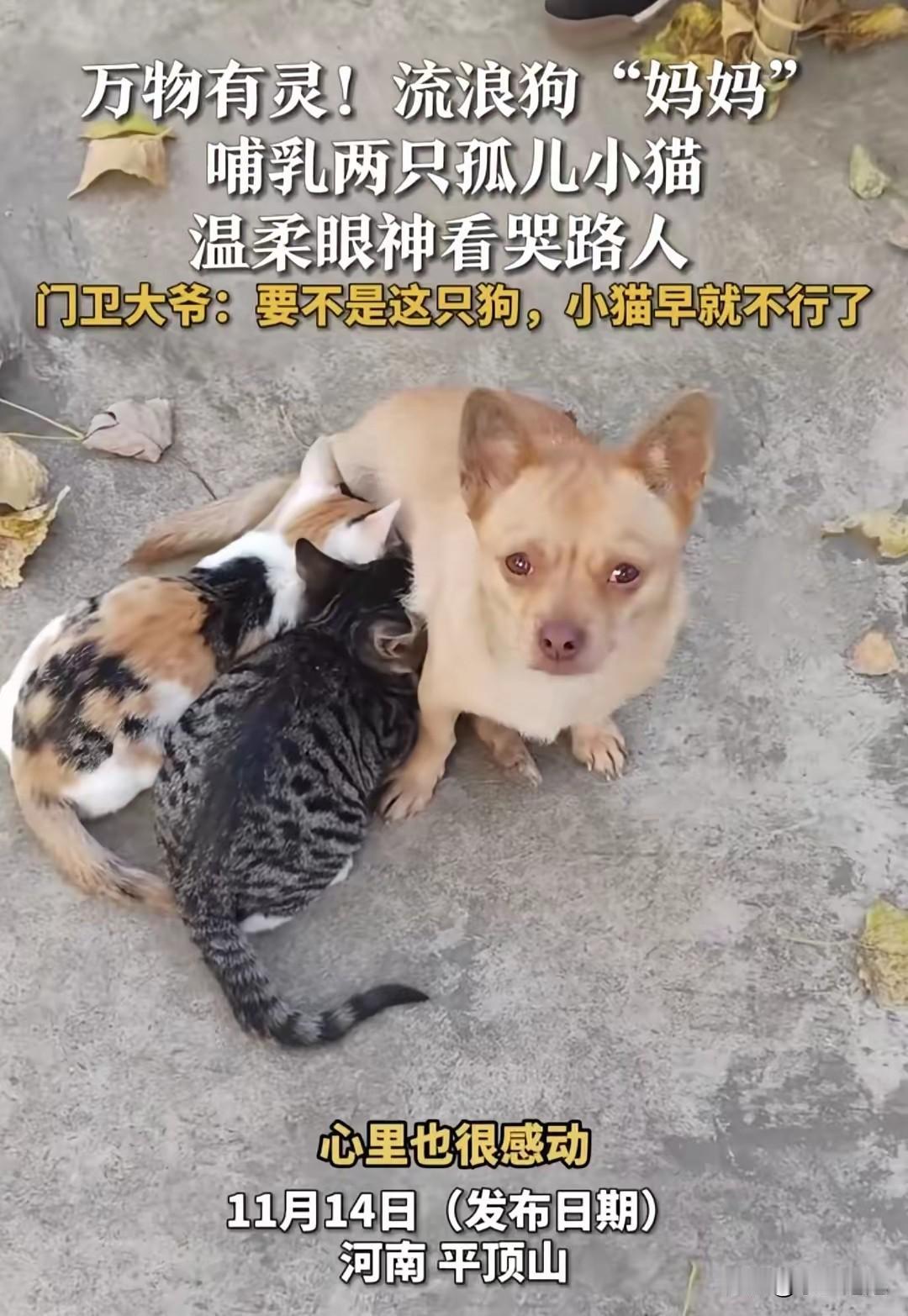 谁能想到！平顶山街头一只流浪狗主动当起两只孤儿小猫的“妈妈”，哺乳照顾它们，温柔