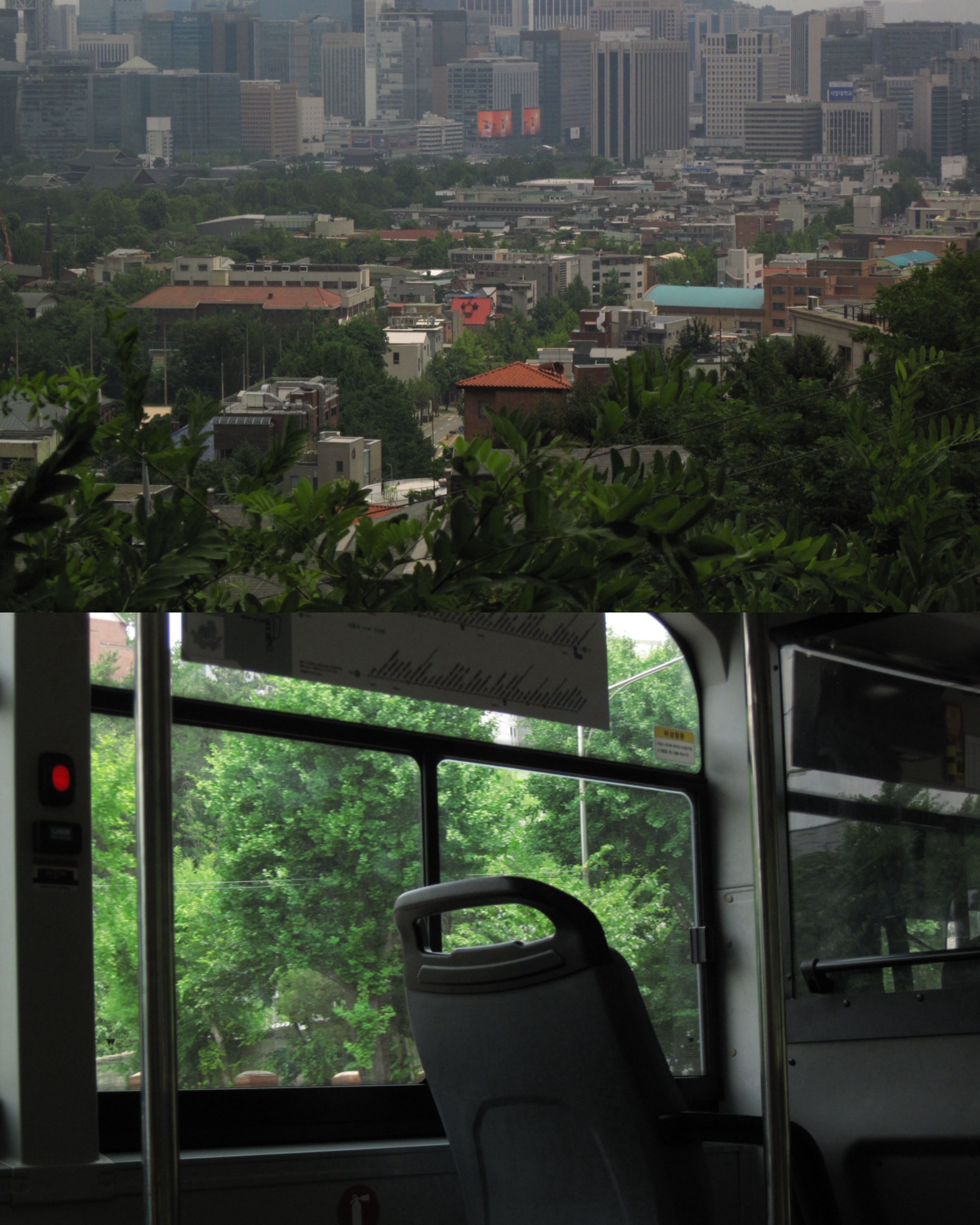 绿角 🌳摄影/ duelree 
