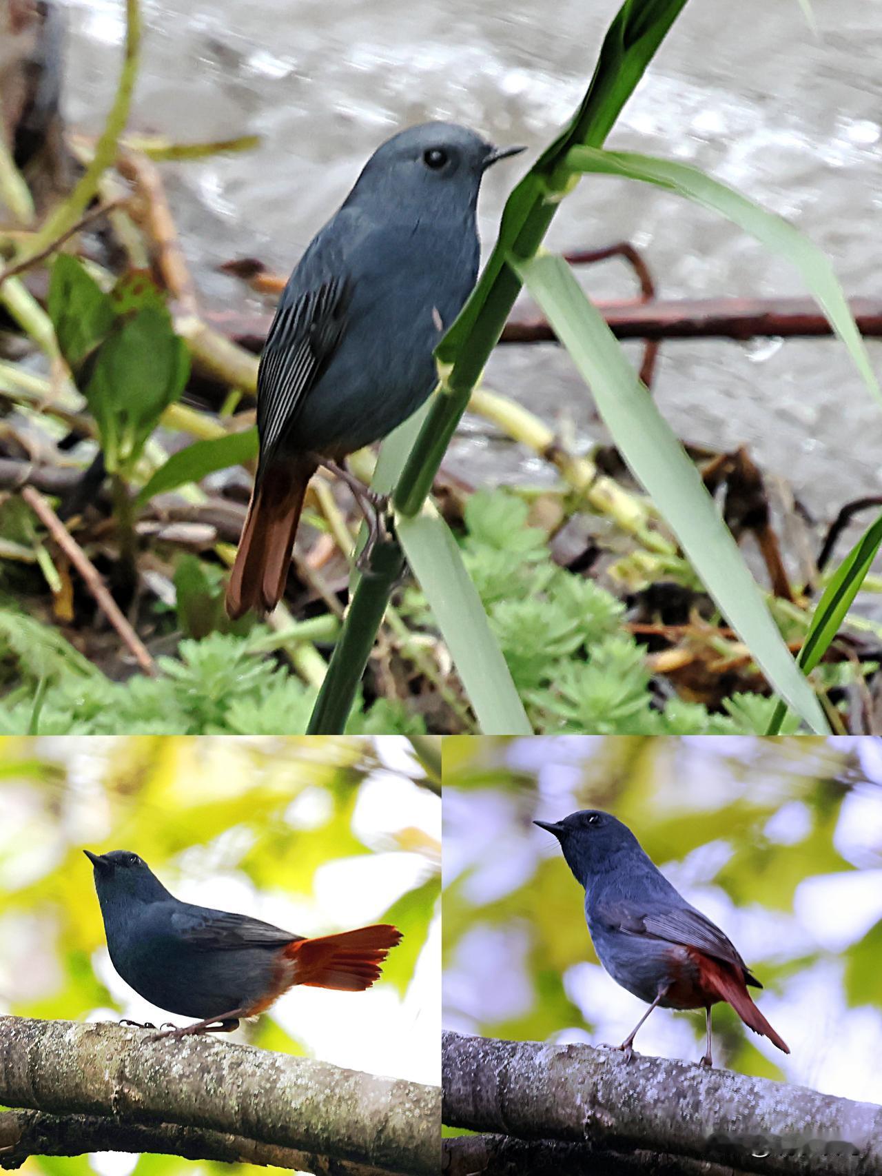 《红尾水鸲》
有时傲娇
有时迷茫
忽然间
就从河边飞到树上
蓝灰色的身躯
总发散