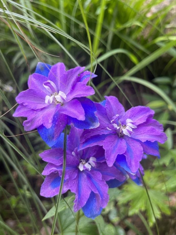 雨后的飞燕草缀满剔透水珠，紫蓝渐变的花瓣自带清灵仙气，在青草间静静舒展。风掠过的