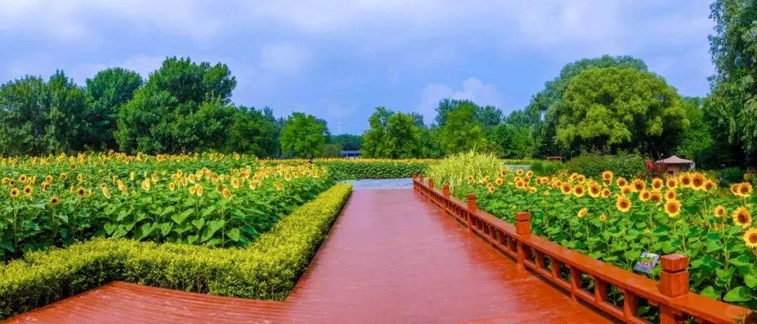 全域升级！北京朝阳这片花海美出圈了！
夏日的专属温柔已悄然登陆北京朝阳啦，伴随着